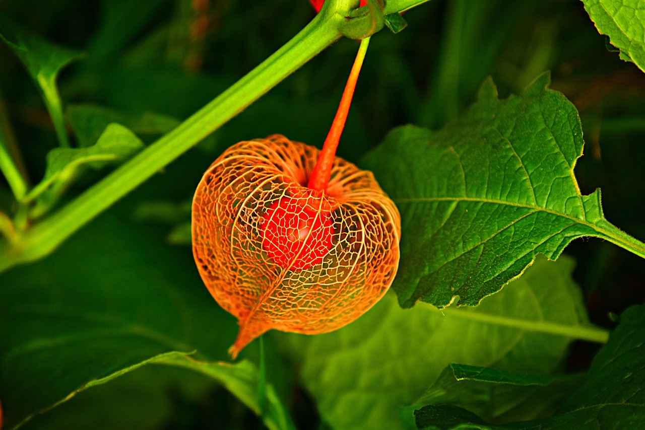 The Beauty of Terrariums: DIY Guide